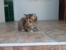 Отдам котят