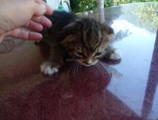 Отдам котят