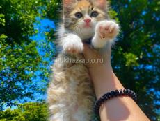 Отдам в добрые руки 