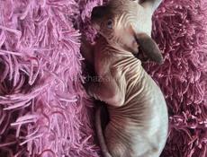 Сфинксы котята