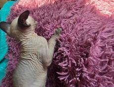 Сфинксы котята