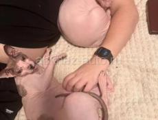 Бесплатно!!! Отдам 2 котов породы Сфинкс.
