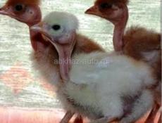 Продам породных голошеек суточных