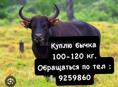 Куплю быка