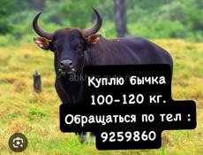 Куплю быка