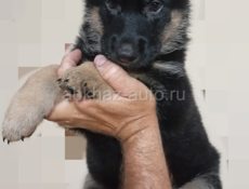 Продаются овчарки 