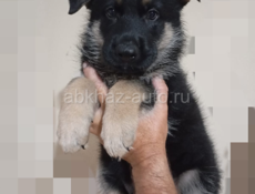 Продаются овчарки 