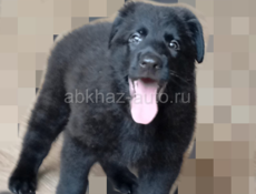 Продаются овчарки 