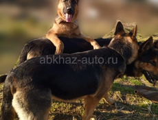 Продаются овчарки 