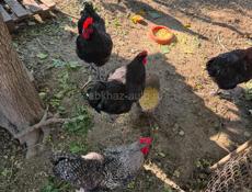 Продаются петухи 