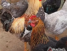 Продажа молодых домашних петушков