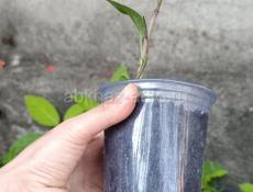 Сирень (молодые саженцы)