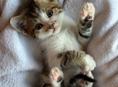 Пристраивается котёнок! 