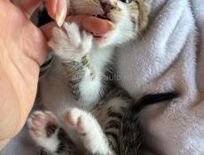 Пристраивается котёнок! 