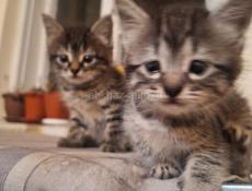 Отдаются котята в добрые руки