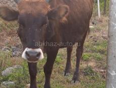 Продам корову, Гульрипш 