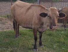 Продам корову Гульрипш 