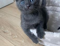 отдам котёнка