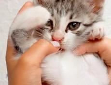 Котик
