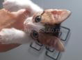 Отдадим в добрые руки котят , котята очень шустрые и любят играть 
