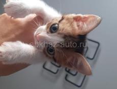 Отдадим в добрые руки котят , котята очень шустрые и любят играть 