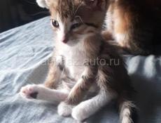 Отдадим в добрые руки котят , котята очень шустрые и любят играть 