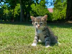 Отдам котят в добрые руки )