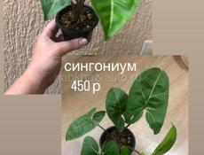 комнатные растения