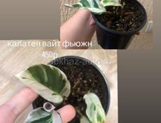 комнатные растения
