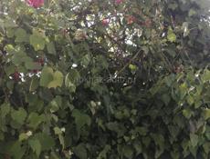 Требуются водители 