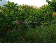 Земельный участок срочно район Гагры