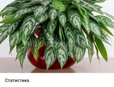 Продаются цветок аглаонема в период цветения Цена 400 р  Звонить или писать на ватсапп 7752026