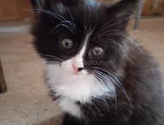 Отдаю котят 