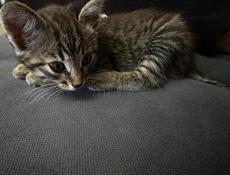 Котенок 