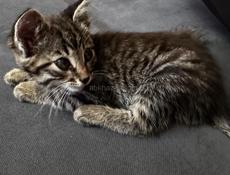Котенок 