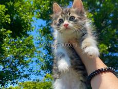 Отдам котят в добрые руки )
