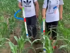  ДЛЯ ВВОДА СЕЛИТРЫ ПОД КУКУРУЗЫ 