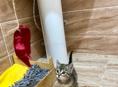 Кошечка в добрые руки 