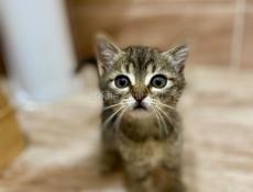 Кошечка в добрые руки 