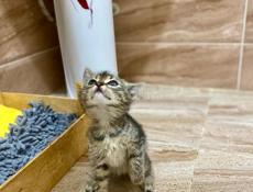 Кошечка в добрые руки 
