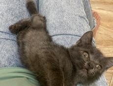 Котенок в добрые руки