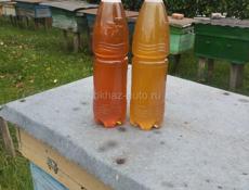 Мёд 🍯 майский!