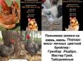 Продаются недельные цыплята мясо-яичной породы Редбро и Гризбар 