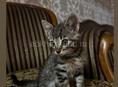Котенок 