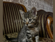 Котенок 