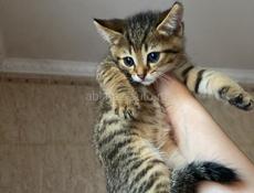 отдам котят 