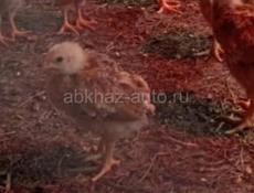 Продаются месячные цыплята