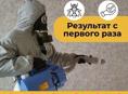 Уничтожение короедов, термитов, клопов, тараканов 