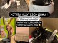 Котята ищут дом 