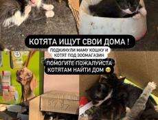 Котята ищут дом 